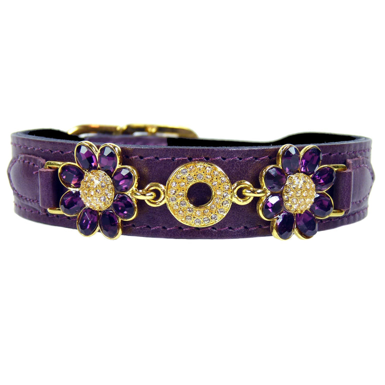 Daisy in Papal Purple